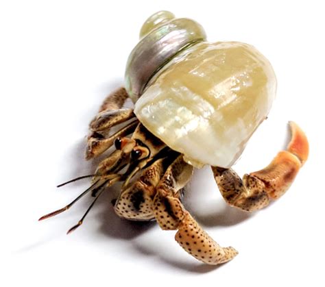 buy live hermit crabs online.